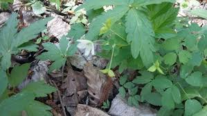 Attēlu rezultāti vaicājumam “Isopyrum thalictroides”