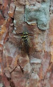 Attēlu rezultāti vaicājumam “Caenolyda reticulata”