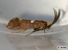 Attēlu rezultāti vaicājumam “Incurvariidae”