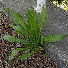 Attēlu rezultāti vaicājumam “Plantago lanceolata”