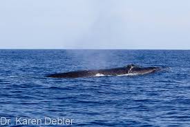 Image result for Balaenoptera borealis