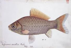 Image result for Cyprinus chilia