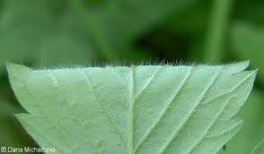 Attēlu rezultāti vaicājumam “Fragaria moschata leaf”