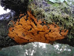 Attēlu rezultāti vaicājumam “Badhamia capsulifera stalked”