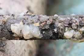 Attēlu rezultāti vaicājumam “Myxarium nucleatum”