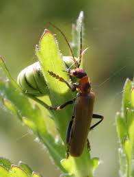 Attēlu rezultāti vaicājumam “Cantharis figurata”
