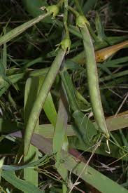 Attēlu rezultāti vaicājumam “Lathyrus latifolius fruit”