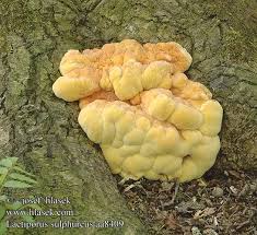 Attēlu rezultāti vaicājumam “Laetiporus sulphureus”