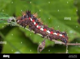 Attēlu rezultāti vaicājumam “Acronicta rumicis”