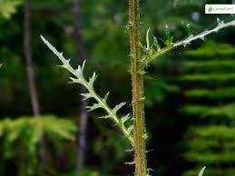 Attēlu rezultāti vaicājumam “Cirsium palustre fruit”