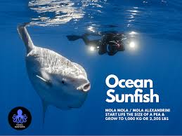 Image result for Mola alexandrini