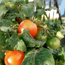 Afbeeldingsresultaat voor earl faux tomato