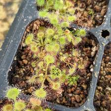 Attēlu rezultāti vaicājumam “Drosera rotundifolia”