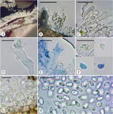 Attēlu rezultāti vaicājumam “Athelia pyriformis”