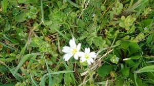 Attēlu rezultāti vaicājumam “Moehringia trinervia flower”