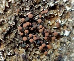 Attēlu rezultāti vaicājumam “Enerthenema papillatum macro”