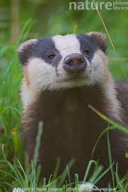 Attēlu rezultāti vaicājumam “Meles meles adult”