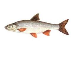 Image result for Chondrostoma nasus