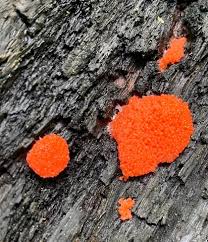 Attēlu rezultāti vaicājumam “Tubifera ferruginosa (subsp. ferruginosa)”