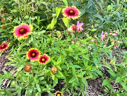Image result for Gaillardia pulchella