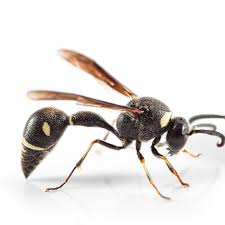 Attēlu rezultāti vaicājumam “Eumenes sp.”