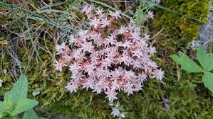 Attēlu rezultāti vaicājumam “Sedum hispanicum leaf”