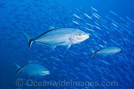 Image result for Caranx ruber