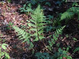 Attēlu rezultāti vaicājumam “Dryopteris carthusiana”