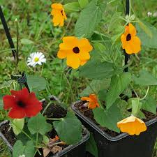 Image result for schwarzäugige Susanne