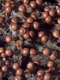 Attēlu rezultāti vaicājumam “Diderma radiatum”