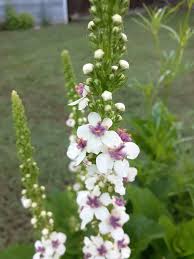 Attēlu rezultāti vaicājumam “Verbascum densiflorum bud”