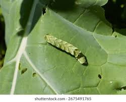Attēlu rezultāti vaicājumam “Melanchra persicariae larva”