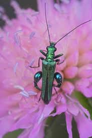 Attēlu rezultāti vaicājumam “Anogcodes melanurus”