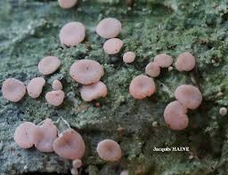 Attēlu rezultāti vaicājumam “Icmadophila ericetorum”