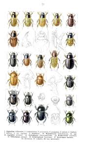 Attēlu rezultāti vaicājumam “Aegialia arenaria”