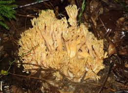 Attēlu rezultāti vaicājumam “Lentaria sp.”