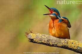 Attēlu rezultāti vaicājumam “Alcedo atthis”