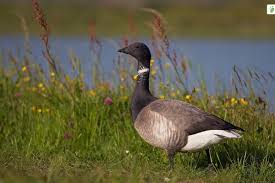 Attēlu rezultāti vaicājumam “Branta bernicla adult”