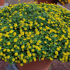 Image result for Sanvitalia procumbens