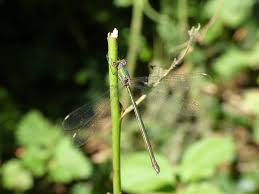 Attēlu rezultāti vaicājumam “Chalcolestes viridis”