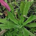 Attēlu rezultāti vaicājumam “Jasione montana leaf”