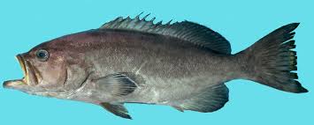 Image result for Mycteroperca phenax