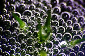 Attēlu rezultāti vaicājumam “Nostoc pruniforme macro”