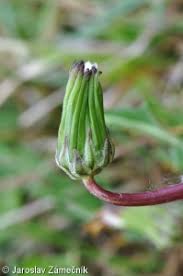 Attēlu rezultāti vaicājumam “Taraxacum suecicum”