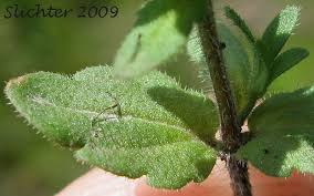 Attēlu rezultāti vaicājumam “Veronica arvensis leaf”