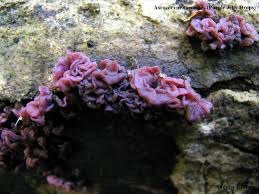 Attēlu rezultāti vaicājumam “Ascocoryne sarcoides”