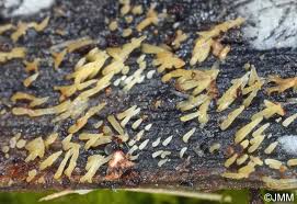 Attēlu rezultāti vaicājumam “Mucronella calva”