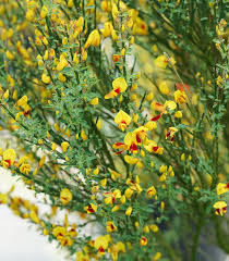 Image result for Cytisus scoparius
