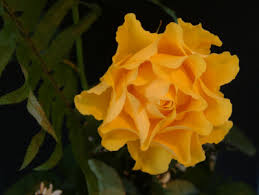 Image result for Rosengewächse