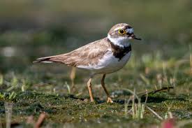 Attēlu rezultāti vaicājumam “Charadrius hiaticula adult”